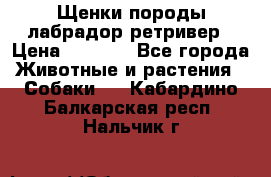 Щенки породы лабрадор ретривер › Цена ­ 8 000 - Все города Животные и растения » Собаки   . Кабардино-Балкарская респ.,Нальчик г.